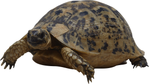 Turtle PNG-24714